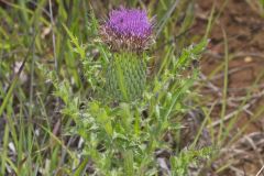 Pasture Thistle, Cirsium pumilum