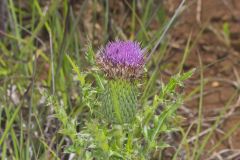 Pasture Thistle, Cirsium pumilum