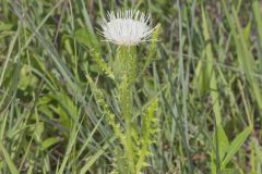 Pasture Thistle, Cirsium pumilum