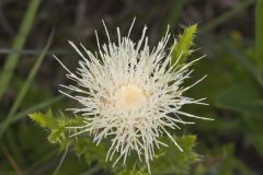 Pasture Thistle, Cirsium pumilum