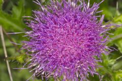 Pasture Thistle, Cirsium pumilum