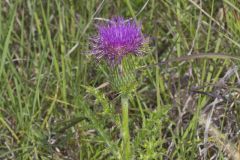 Pasture Thistle, Cirsium pumilum