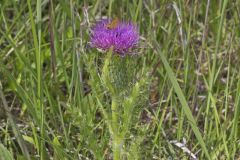 Pasture Thistle, Cirsium pumilum