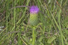 Pasture Thistle, Cirsium pumilum