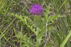 Pasture Thistle, Cirsium pumilum