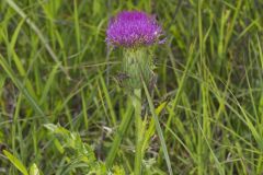 Pasture Thistle, Cirsium pumilum