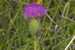 Pasture Thistle, Cirsium pumilum