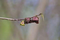 Pawpaw, Asimina triloba