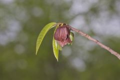 Pawpaw, Asimina triloba