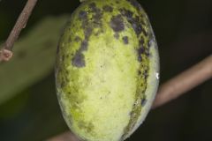 Pawpaw, Asimina triloba