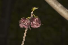 Pawpaw, Asimina triloba