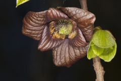 Pawpaw, Asimina triloba