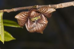 Pawpaw, Asimina triloba