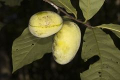 Pawpaw, Asimina triloba