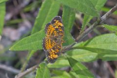 Pearl Crescent, Phyciodes tharos