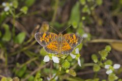 Pearl Crescent, Phyciodes tharos