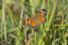 Pearl Crescent, Phyciodes tharos