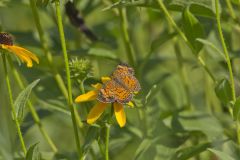 Pearl Crescent, Phyciodes tharos