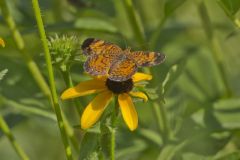 Pearl Crescent, Phyciodes tharos