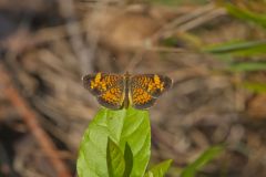 Pearl Crescent, Phyciodes tharos