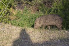 Collared Peccary, Dicotyles tajacu