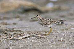 Pectoral Sandpiper, Calidris melanotos