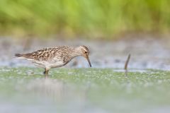 Pectoral Sandpiper, Calidris melanotos