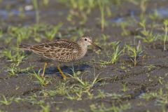 Pectoral Sandpiper, Calidris melanotos