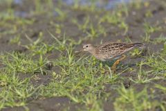 Pectoral Sandpiper, Calidris melanotos