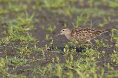 Pectoral Sandpiper, Calidris melanotos