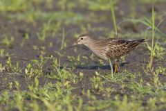 Pectoral Sandpiper, Calidris melanotos