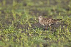 Pectoral Sandpiper, Calidris melanotos