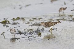 Pectoral Sandpiper, Calidris melanotos