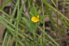 Pencilflower, Stylosanthes biflora