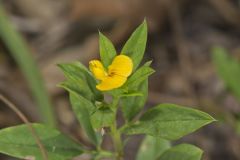 Pencilflower, Stylosanthes biflora