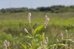 Pennsylvania Smartweed, Persicaria pensylvanica