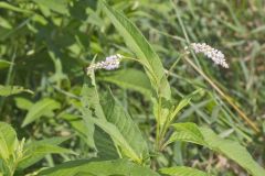 Pennsylvania Smartweed, Persicaria pensylvanica