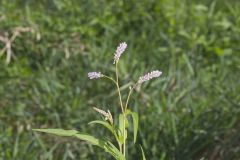 Pennsylvania Smartweed, Persicaria pensylvanica