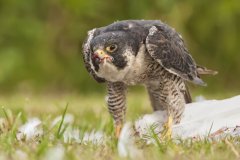 Peregrine Falcon,  Falco peregrinus
