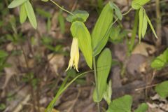 Perfoliate Bellwort, Uvularia perfoliata