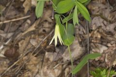 Perfoliate Bellwort, Uvularia perfoliata