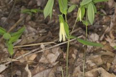 Perfoliate Bellwort, Uvularia perfoliata