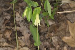 Perfoliate Bellwort, Uvularia perfoliata