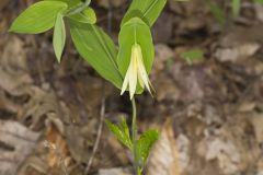 Perfoliate Bellwort, Uvularia perfoliata