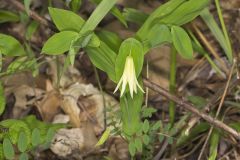 Perfoliate Bellwort, Uvularia perfoliata