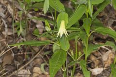 Perfoliate Bellwort, Uvularia perfoliata