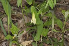 Perfoliate Bellwort, Uvularia perfoliata