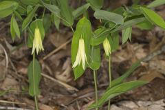 Perfoliate Bellwort, Uvularia perfoliata