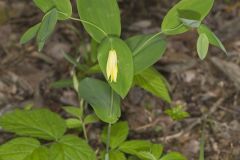 Perfoliate Bellwort, Uvularia perfoliata