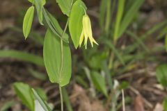 Perfoliate Bellwort, Uvularia perfoliata